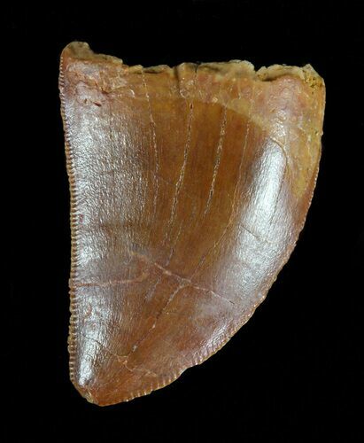 Serrated, Juvenile Carcharodontosaurus Tooth #61742